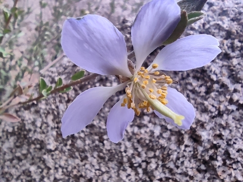 Setchellanthus caeruleus (Setchellanthus caeruleus)