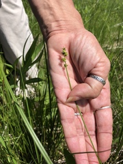 Carex rosea