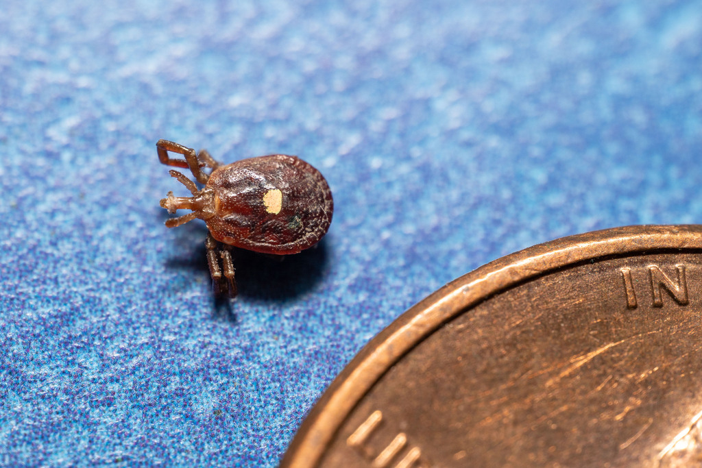 Lone Star Tick (Amblyomma americanum) adult female with distinctive white star spot on scutum — research-grade photo via iNaturalist