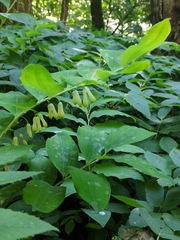 Polygonatum × hybridum