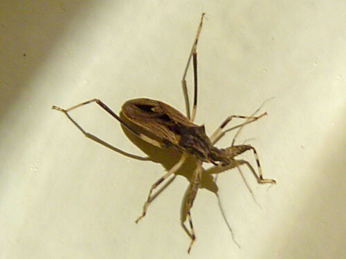Oncocephalus pacificus observed 2005-08-21