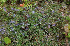 Ceanothus foliosus