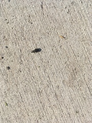 Platyninae