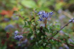 Ceanothus foliosus