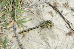 Gomphus pulchellus