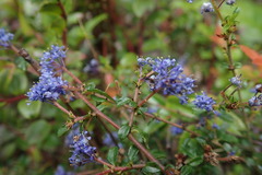 Ceanothus foliosus