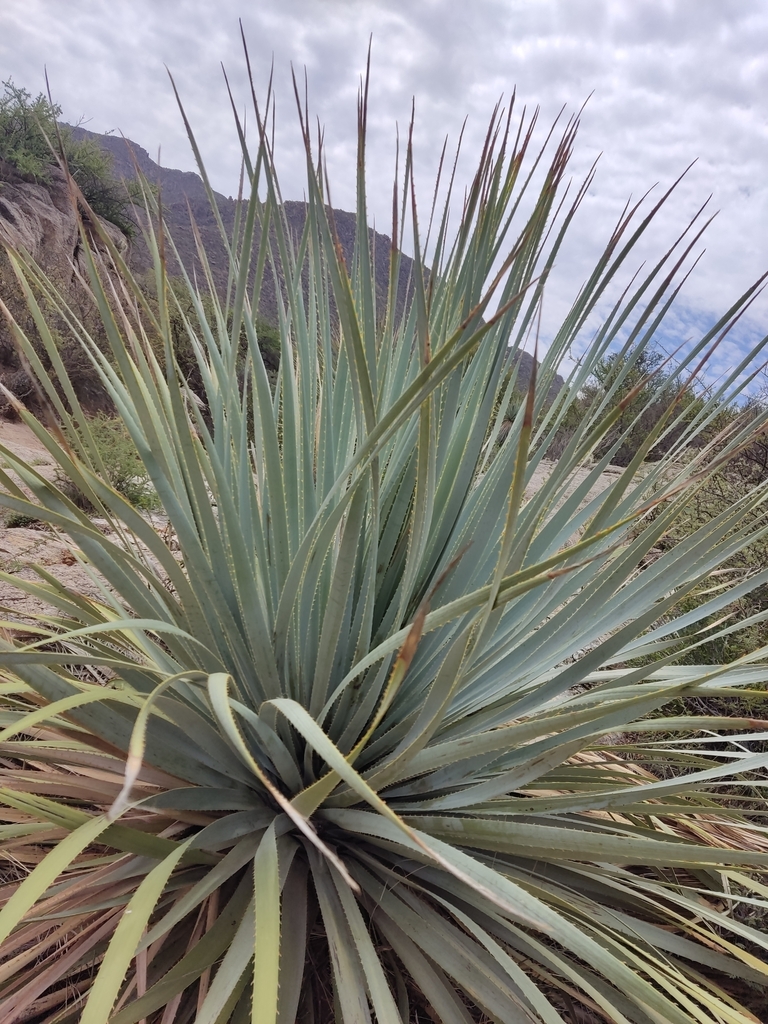 Dasylirion cedrosanum 2
