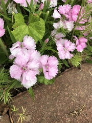 Dianthus barbatus