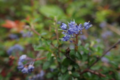 Ceanothus foliosus
