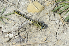 Gomphus pulchellus