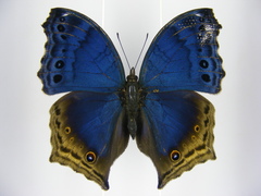 Protogoniomorpha temora temora