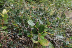 Ceanothus gloriosus gloriosus