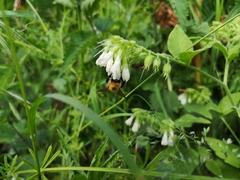 Symphytum orientale