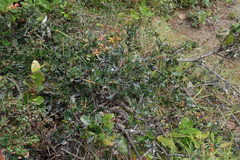 Ceanothus gloriosus gloriosus