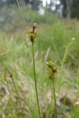 Carex echinata