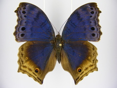 Protogoniomorpha temora temora