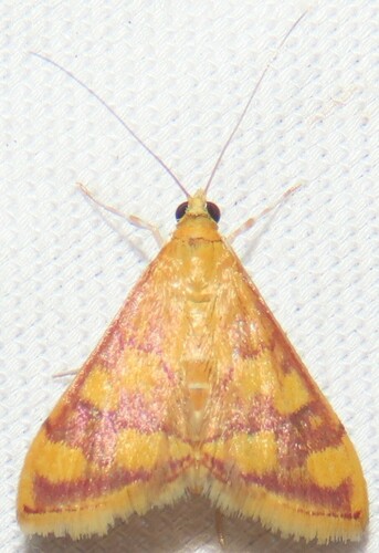 Phoenician Pyrausta Moth and Allies photo 2