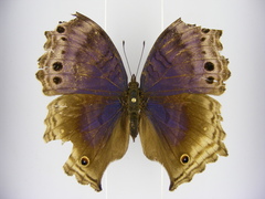 Protogoniomorpha temora temora