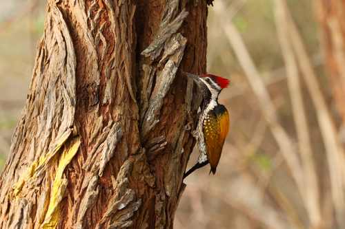 Black-rumped Flameback (Dinopium benghalense), photo 10