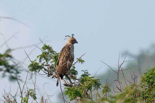 Changeable Hawk-Eagle (Nisaetus cirrhatus), photo 6