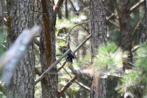 Pileated Woodpecker photographed in Delaware