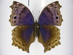 Protogoniomorpha temora temora