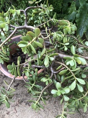 Crassuloideae