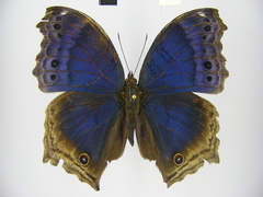 Protogoniomorpha temora temora