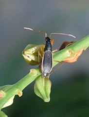 Cnemodus mavortius
