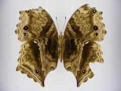 Protogoniomorpha temora temora