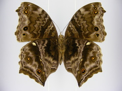 Protogoniomorpha temora temora