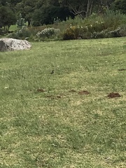 Turdus olivaceus