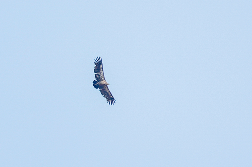 Buitre Dorsiblanco Asiático (Gyps bengalensis)