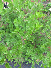 Syringa meyeri
