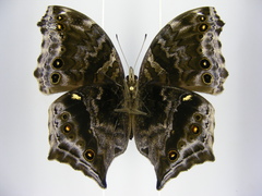 Protogoniomorpha temora temora