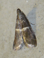 Elegia similella