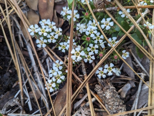 Image of Savanna Pyxiemoss (Pyxidanthera barbulata) by (c) Caleb Catto, some rights reserved (CC BY)