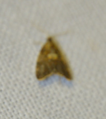 Pseudargyrotoza conwagana