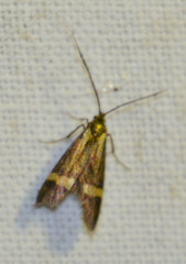 Nemophora degeerella