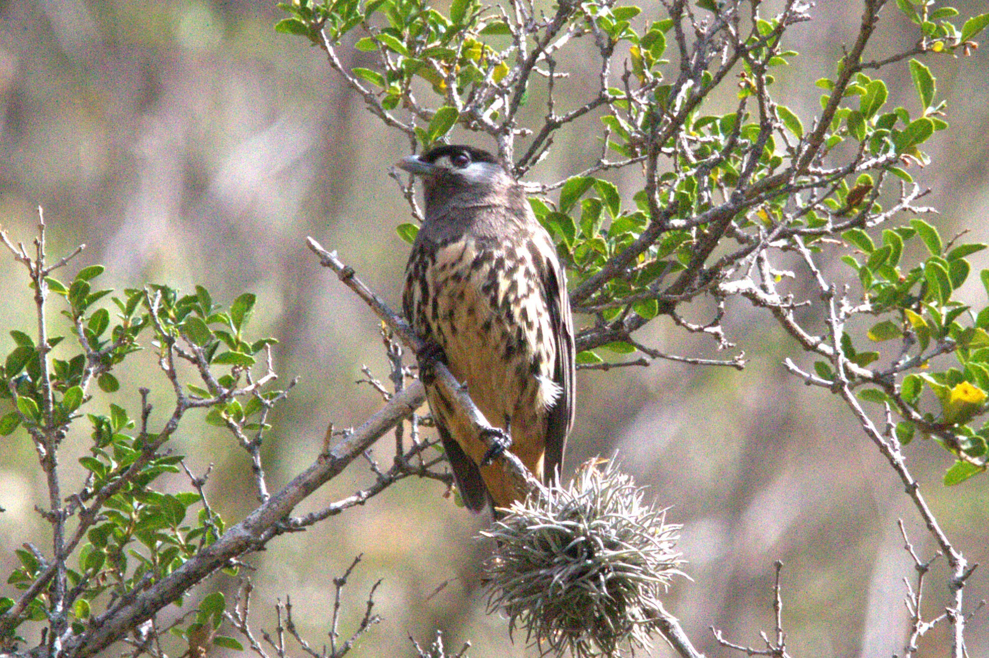 White-cheeked Cotinga (Zaratornis stresemanni), photo 8