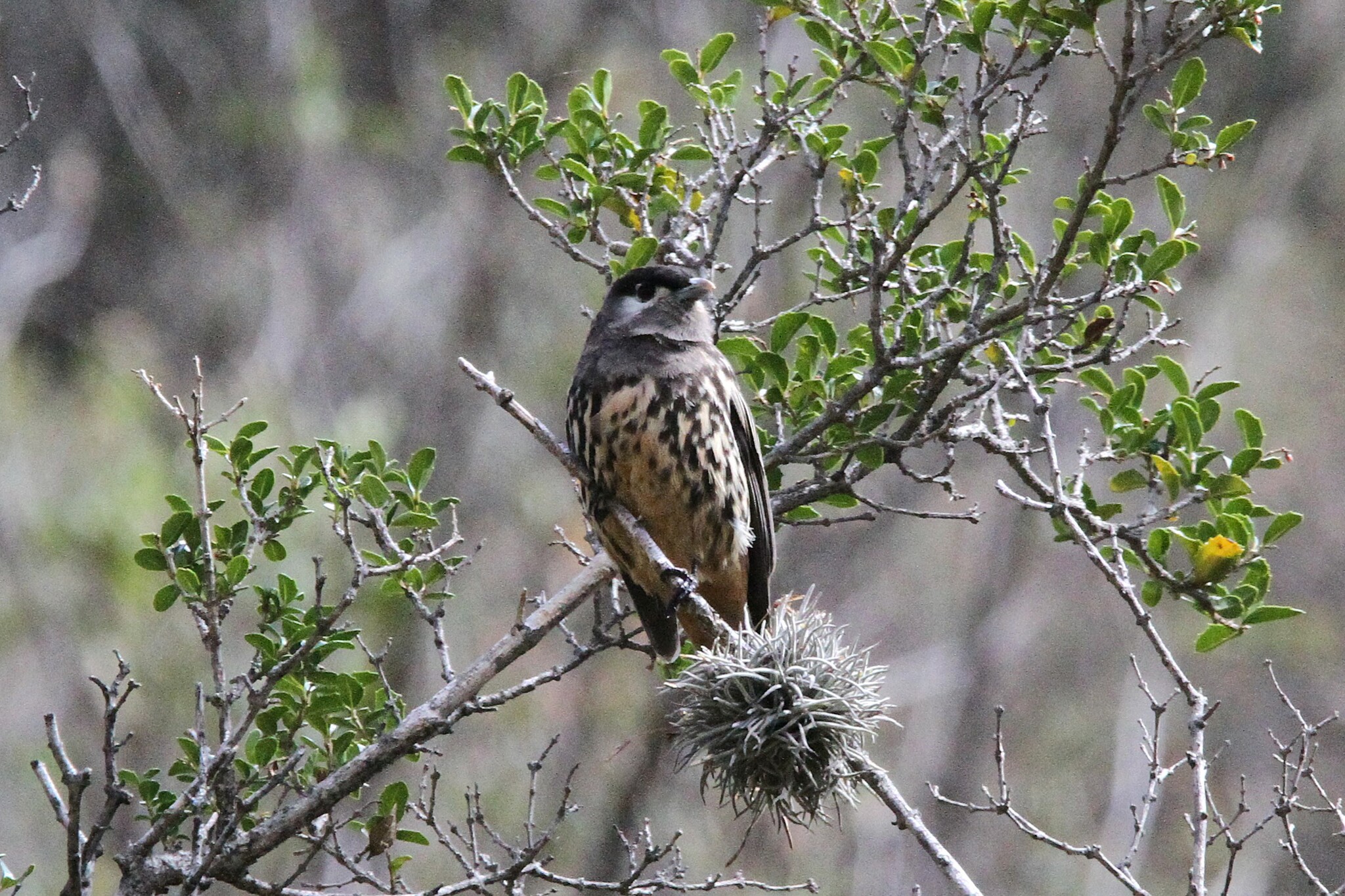 White-cheeked Cotinga (Zaratornis stresemanni), photo 9