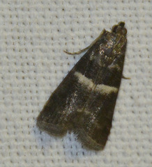 Elegia similella