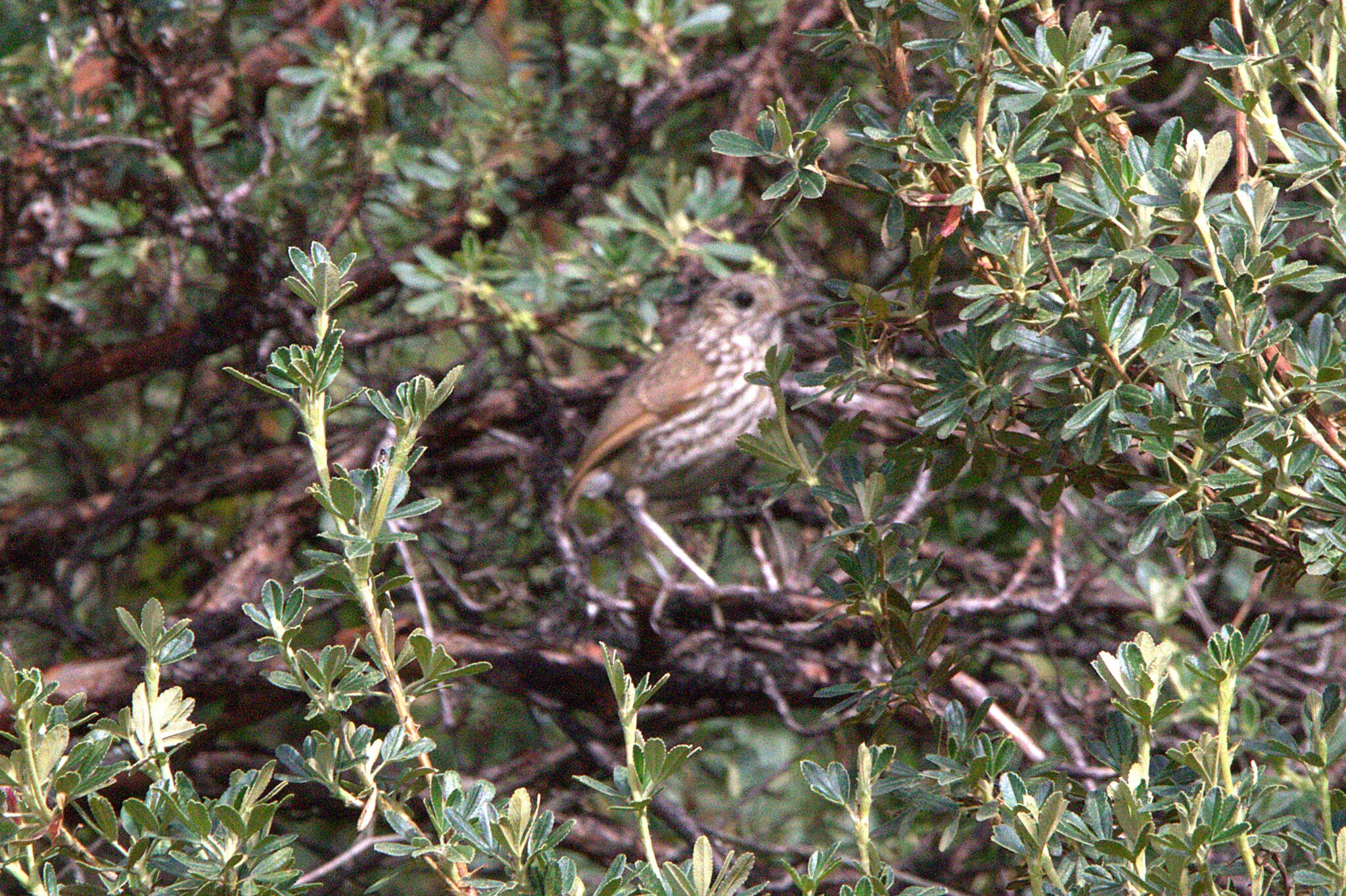 Stripe-headed Antpitta (Grallaria andicolus), photo 9
