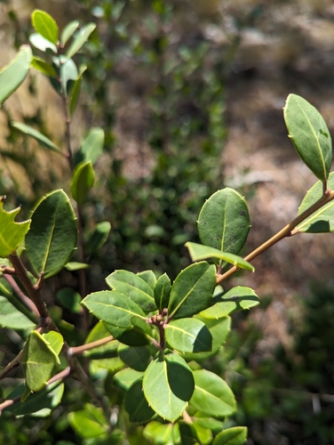 Image of Ilex coriacea by (c) Caleb Catto, some rights reserved (CC BY)