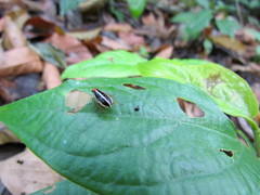 Euphyllodromia angustata