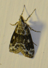 Eudonia delunella