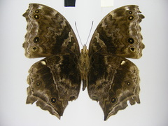 Protogoniomorpha temora temora