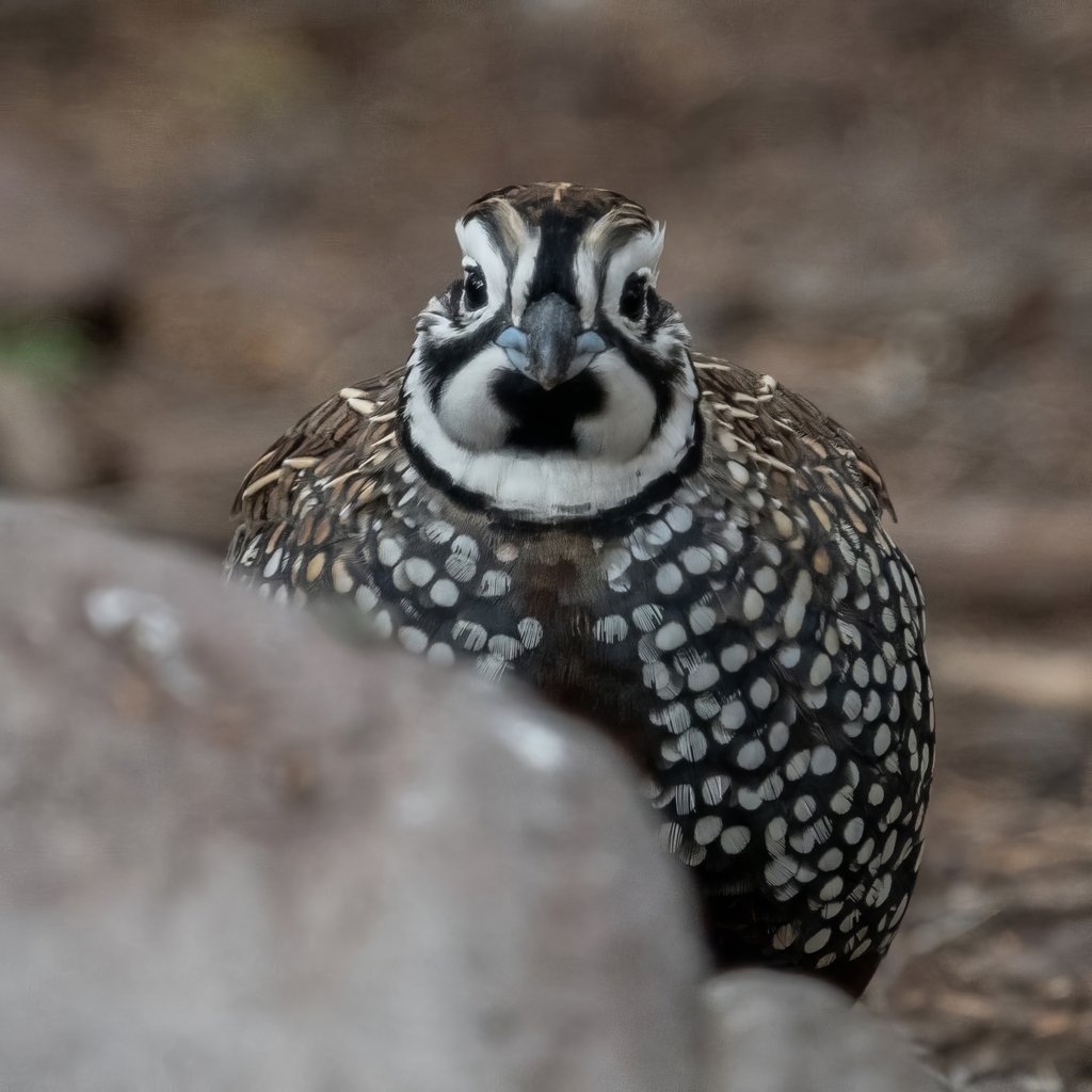 Harlequin Quail photo