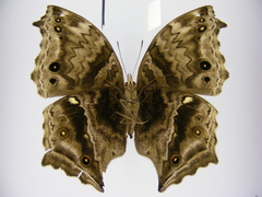 Protogoniomorpha temora temora