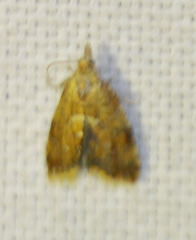 Pseudargyrotoza conwagana